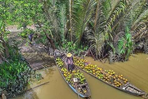 Stop at Ky Lan Island, walk around the countryside and see orchards, and enjoy tropical fruits