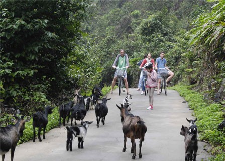 LAN HA BAY – VIET HAI VILLAGE IN CAT BA ISLAND (B/L/D)